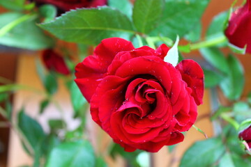 red rose in garden