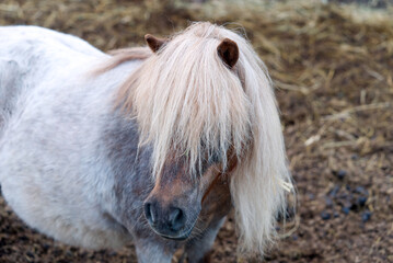 Pony horse. Portrait of a grey pony horse