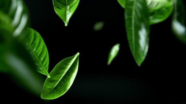 Green leaves fly into the air. Super Slow Motion at 1000 fps.