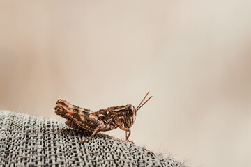 Grasshopper