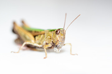 Close up with green grasshopper on white background 