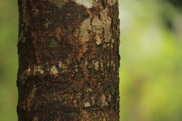 This is a close-up of a tree. Showing the condition of the bark of a dark brown tree with white spots and cracked texture which has its own beauty side.