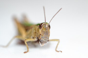 Close up with green grasshopper on white background 