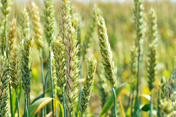 Ripe straw spikelets of wheat in the field. Shooting close-up. Background image. Illustration for the autumn harvest season, background image of a field and wild plants.