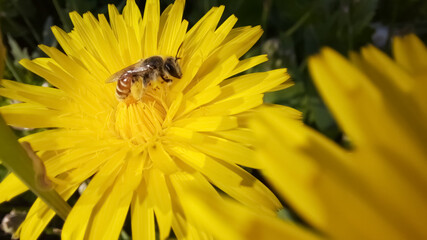 bee on flower