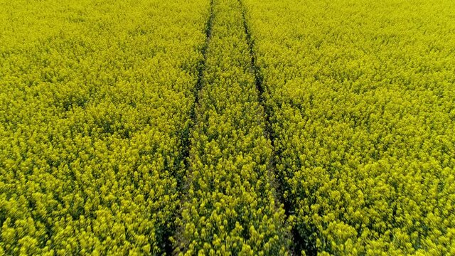 Trails Between Lush Flowering Rapeseed Canola Field Farmland. - Aerial Drone Shot