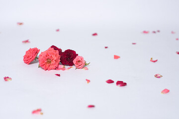 red rose petals