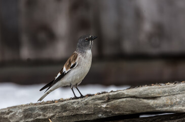 Schnesperling oder Montifringilla nivalis