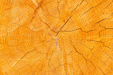 Holzstämme / Holzmaserung im Wald