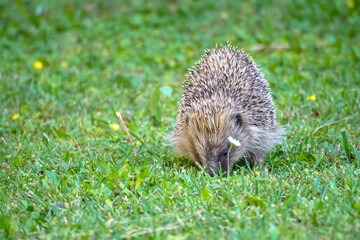 Hedgehog come out in the evening to forage for food