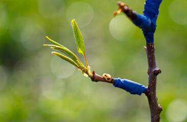 Close-up grafting on a fruit tree in spring. - obrazy, fototapety, plakaty