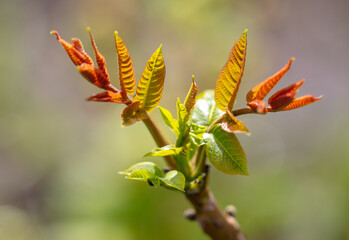 Young leaves on a walnut in the spring.
