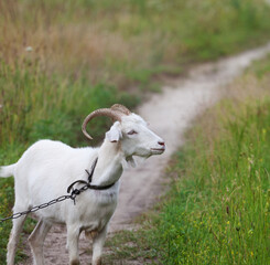 Young goat grazing on meadow in summer day