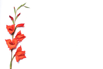 red flower on white background, copy space.