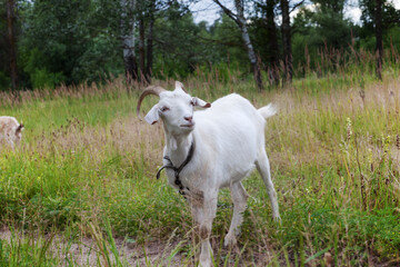 Obraz na płótnie Canvas Young goat grazing on meadow in forest