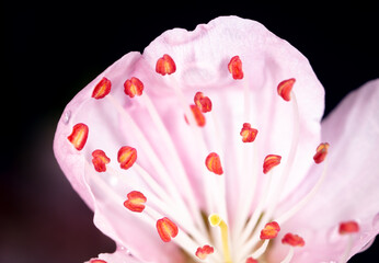 Close-up of pollen in a flower on a tree in spring