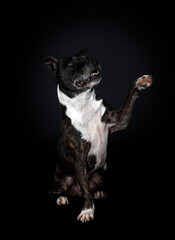 staffordshire bull terrier