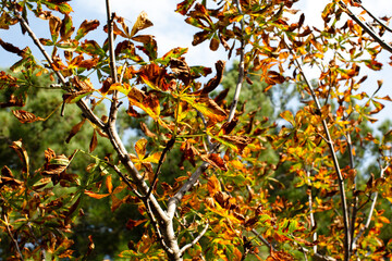 Yellow and orange leaves on the tree