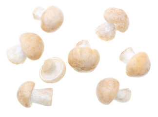 Mushroom Calocybe gambosa on a white background.