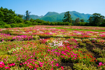 リビングストンデージー