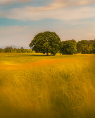Obraz premium landscape tree in the fields