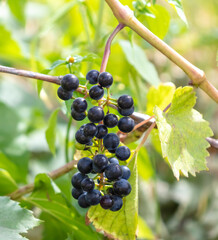 Black berries of grapes on a plant