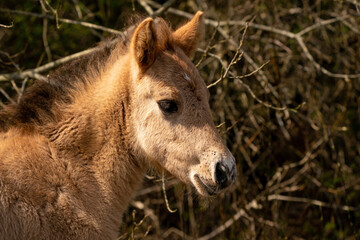 Head of a konik horse foal. The cute young animal looks straight into the camera. In the golden reeds © Dasya - Dasya