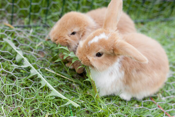 Two small dwarf rabbits eating grass