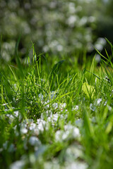 Green grass on the ground close up