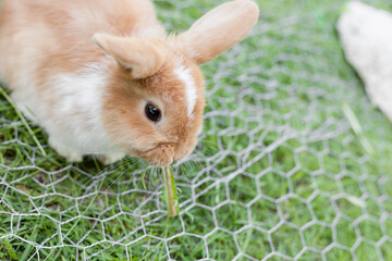 Closeup on small dwarf ram rabbits