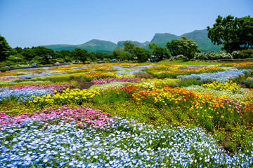 久住高原の花壇