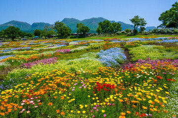 Obraz premium 久住高原の花壇
