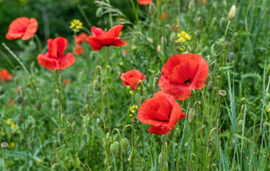 Fototapeta premium Wild red poppies blooming in the meadow.