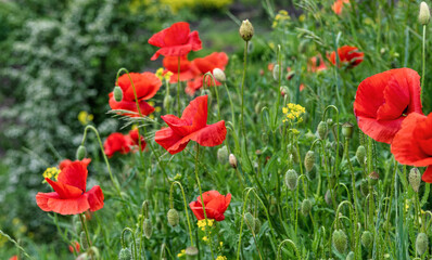 Fototapeta na wymiar Wild red poppies blooming in the meadow.
