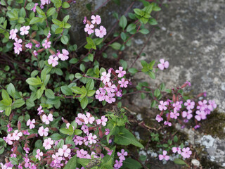 Roten-Seifenkrauten oder Saponaria ocymoides am Boden liegende mit pink bis purpurrot blumen auf...