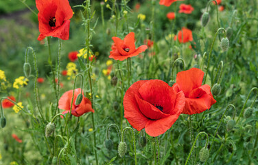 Wild red poppies blooming in the meadow.