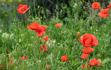 Wild red poppies blooming in the meadow.