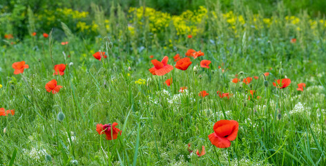 Wild red poppies blooming in the meadow.