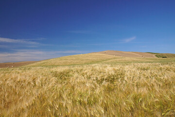 landscape in tuscany with hills and fields of wheat