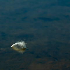 white plume feather floating on dark water surface. concept of fragility and lightness. copy space