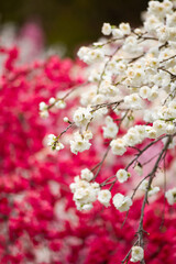 花桃
