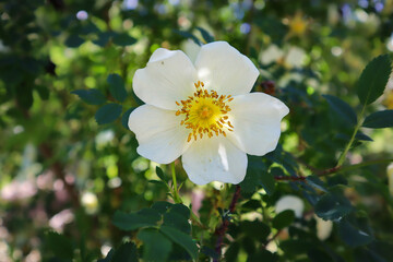 Dog Rose white flower