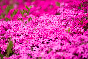 Obraz premium 芝桜