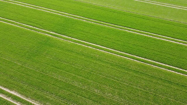 Drohneflug, Kamerafahrt &uuml;ber ein gr&uuml;nes Feld mit Spuren eines Treckers aus der Luft