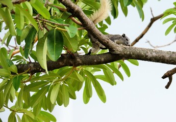 Fototapeta premium The way of life of squirrel in differnt ways