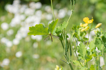 tipula paludosa on a greater celandine leaf