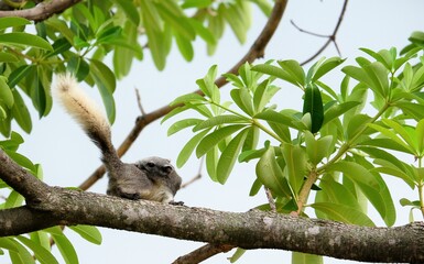 The way of life of squirrel in differnt ways