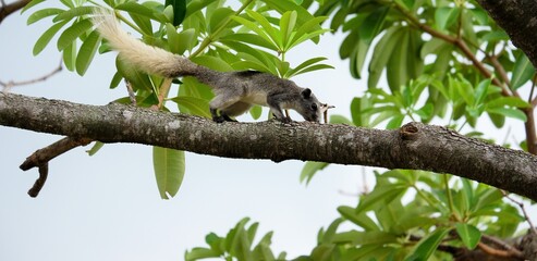 The way of life of squirrel in differnt ways