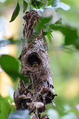 The sparrow ,spider hunter , in the nest.