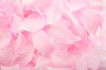 background of pink delicate petals of decorative almonds close-up